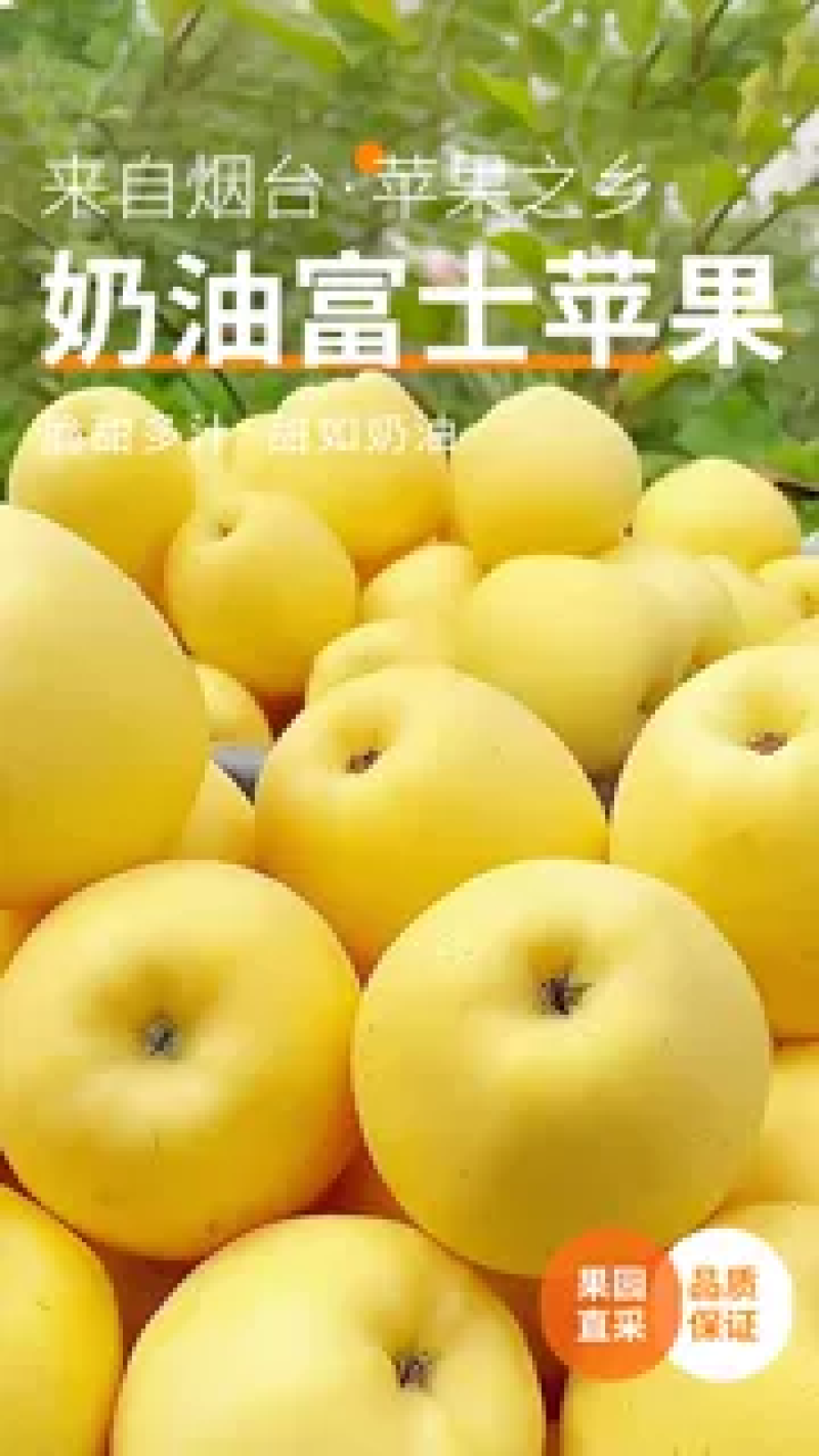 山东奶油富士苹果