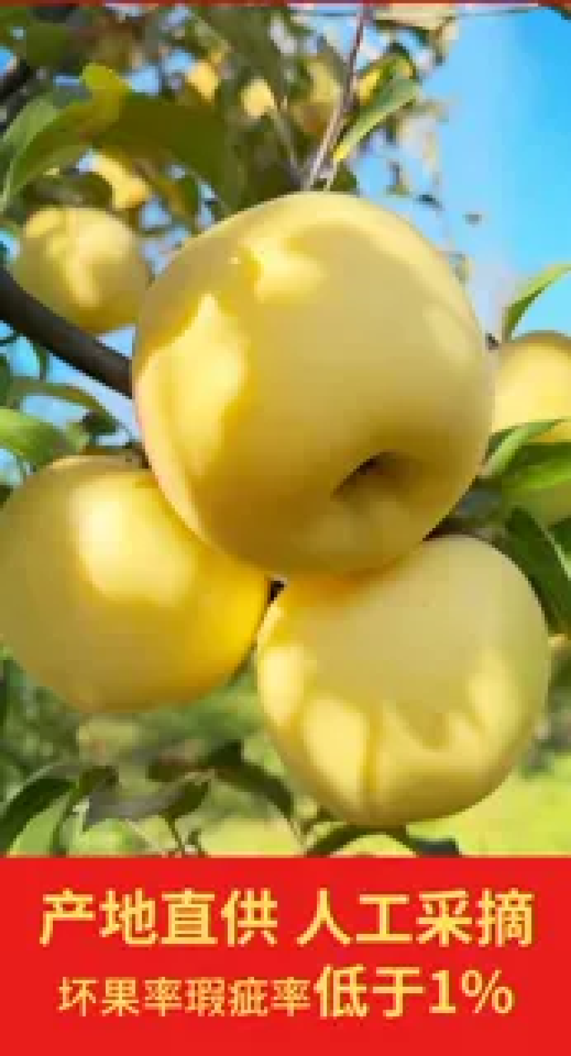 山东奶油富士苹果