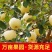 山东奶油富士苹果