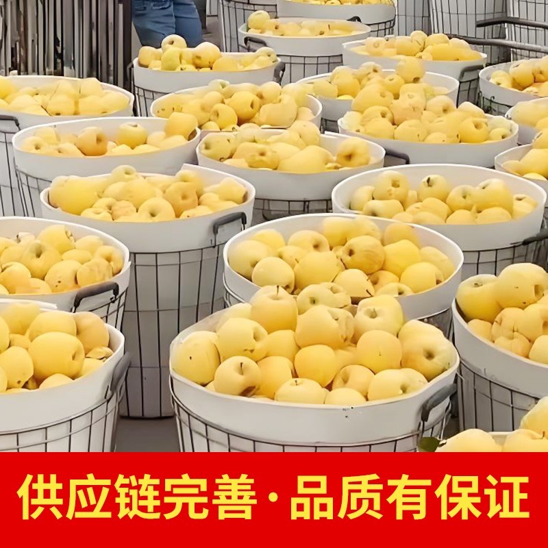 山东奶油富士苹果