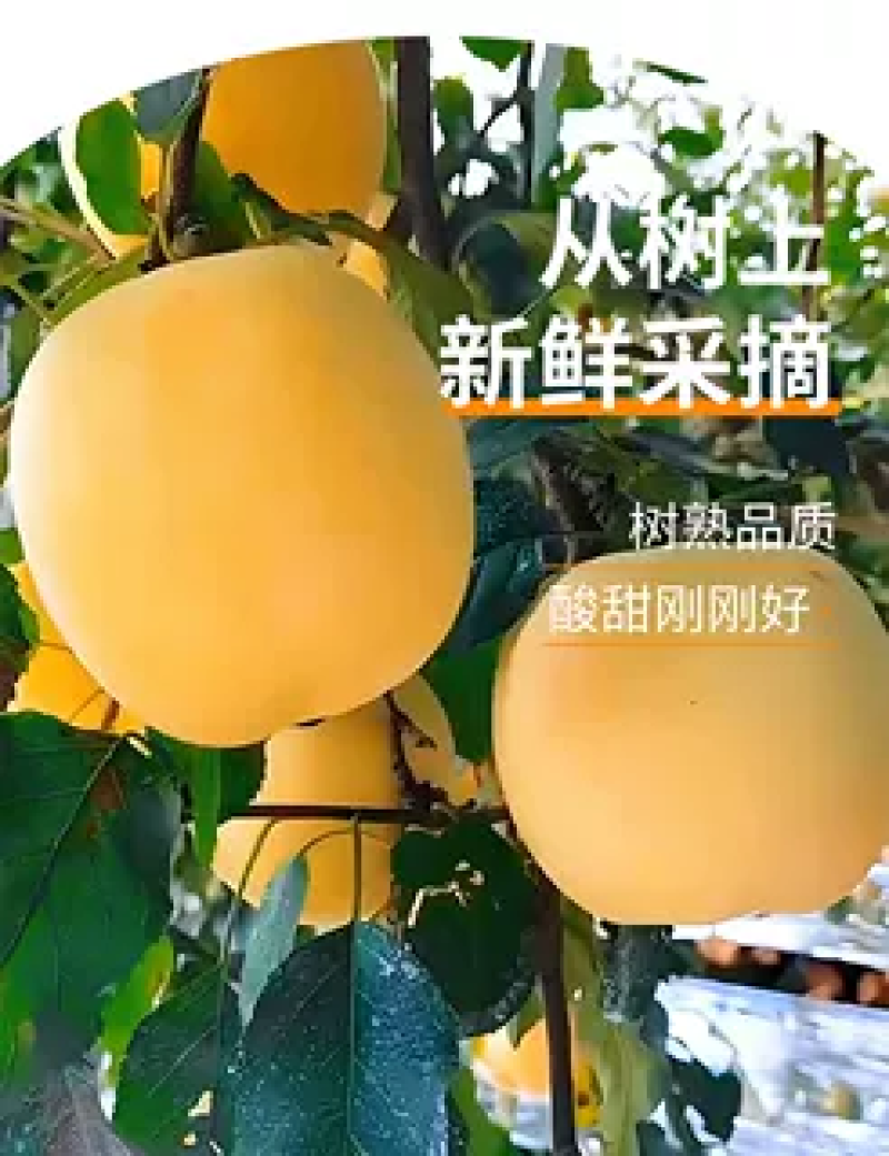 山东奶油富士苹果