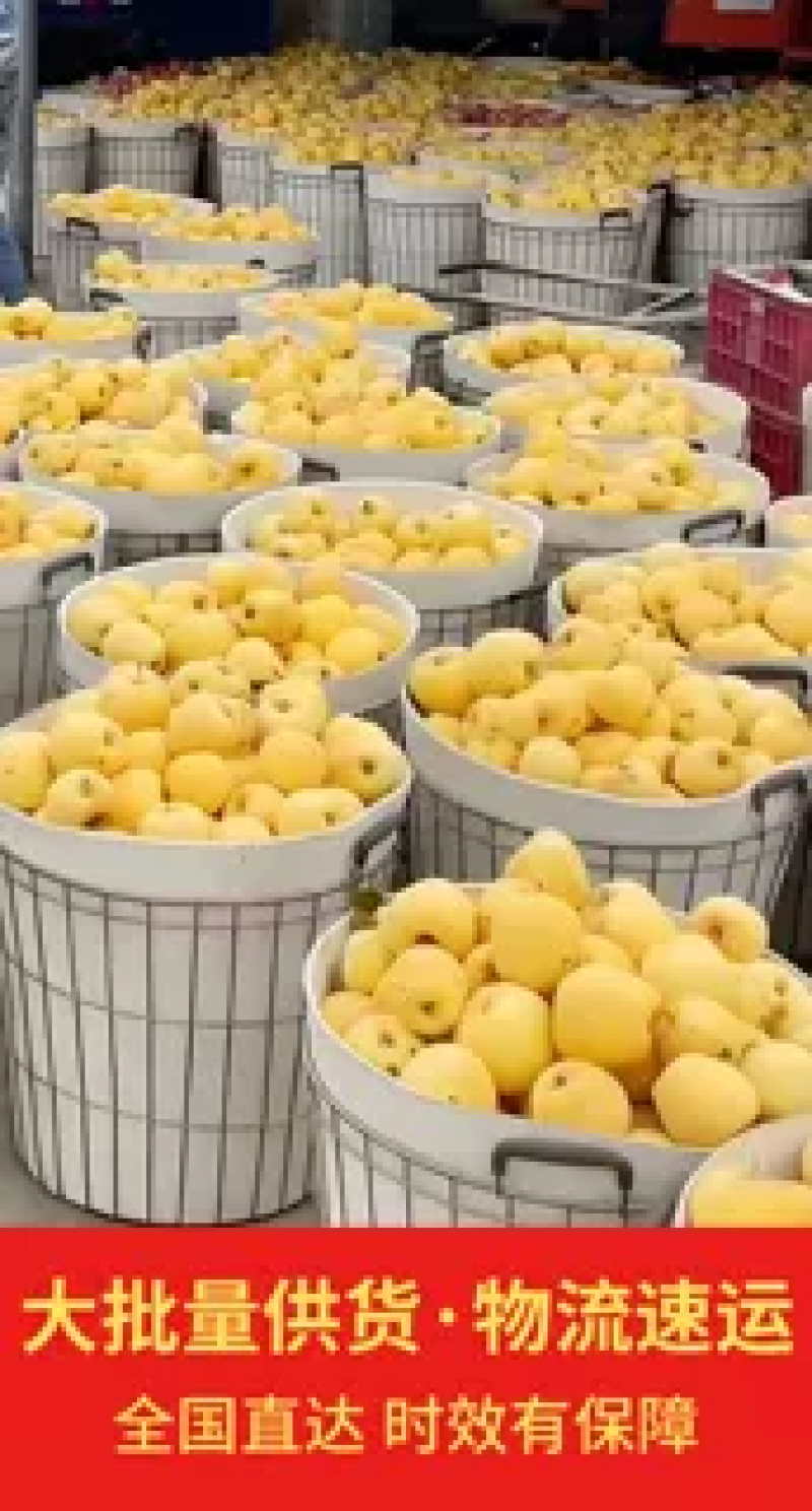 山东奶油富士苹果
