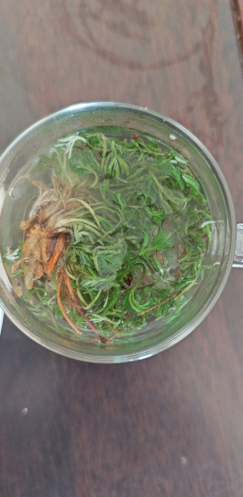 茵陈鲜货，当天采挖