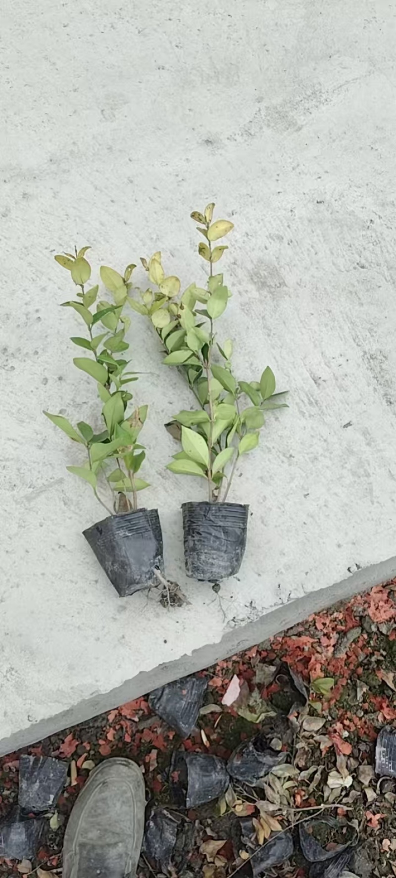 金森女贞杯苗批发，高度20-30各种规格，基地直销