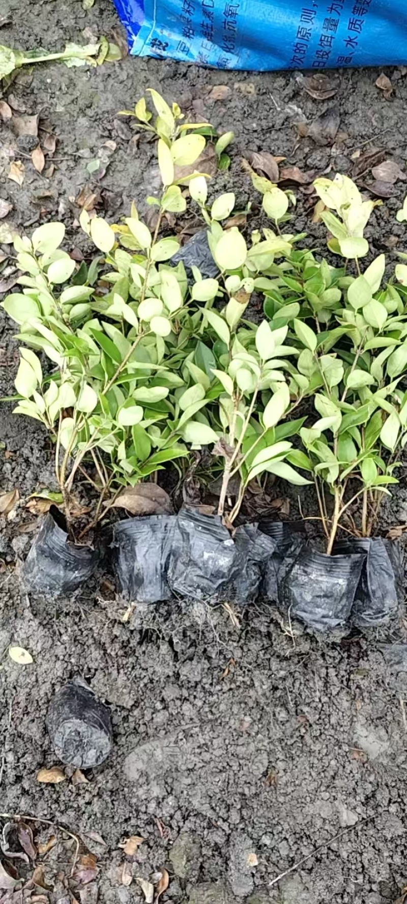 金森女贞杯苗批发，高度20-30各种规格，基地直销