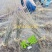 水蜡苗，【东北】播种水蜡，价格低，质量好，量大优惠