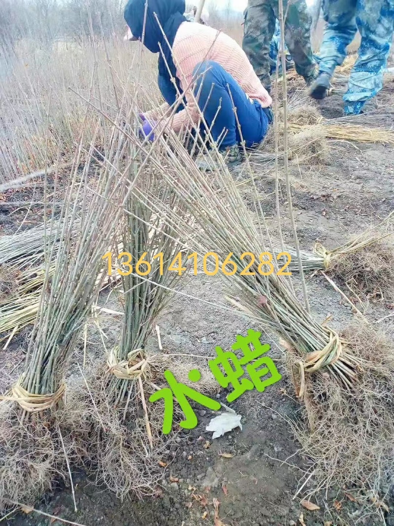 水蜡苗，【东北】播种水蜡，价格低，质量好，量大优惠
