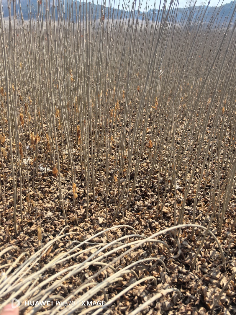 水蜡苗，【东北】播种水蜡，价格低，质量好，量大优惠