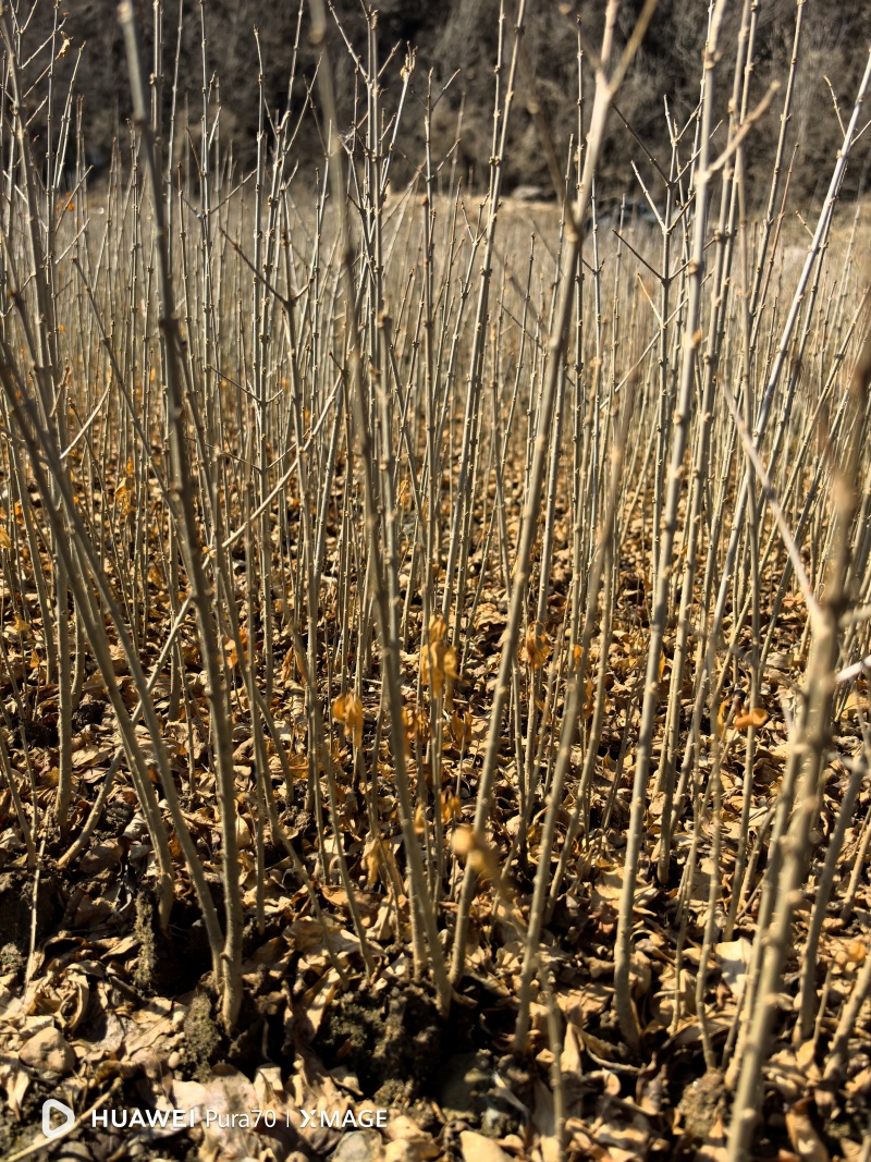 水蜡苗，【东北】播种水蜡，价格低，质量好，量大优惠