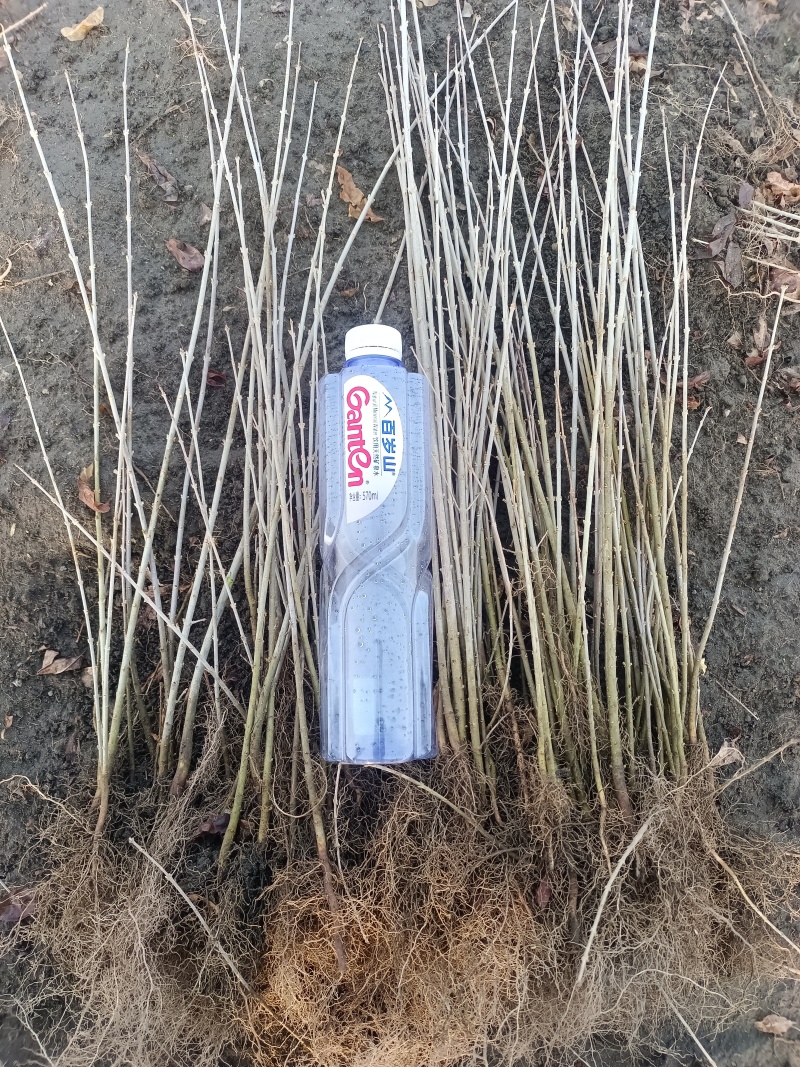 水蜡苗，【东北】播种水蜡，价格低，质量好，量大优惠