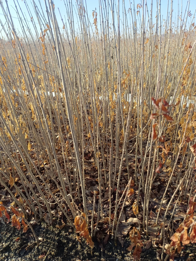 水蜡苗，【东北】播种水蜡，价格低，质量好，量大优惠
