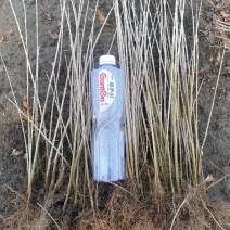 水蜡苗，【东北】播种水蜡，价格低，质量好，量大优惠