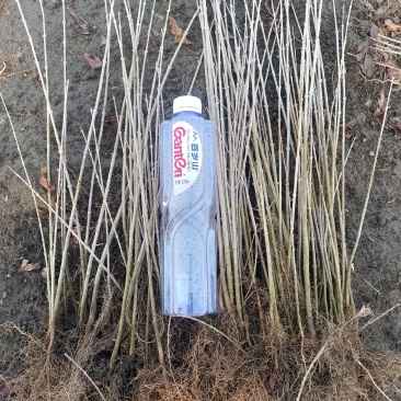水蜡苗，【东北】播种水蜡，价格低，质量好，量大优惠