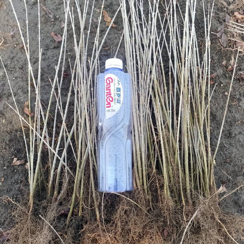 水蜡苗，【东北】播种水蜡，价格低，质量好，量大优惠