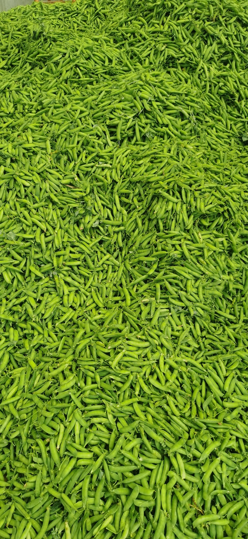 精品青豌豆，颗粒饱满，无烂角，产地直发，量大从优