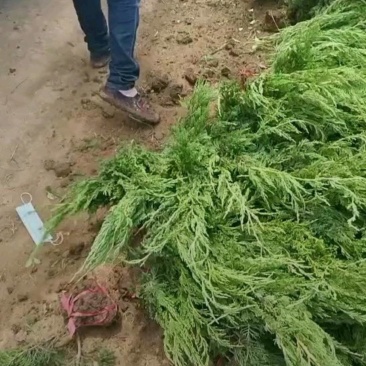 基地大量出售高50-4米以上的龙柏