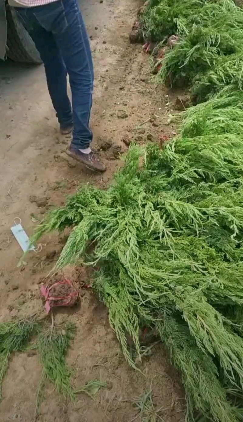 基地大量出售高50-4米以上的龙柏