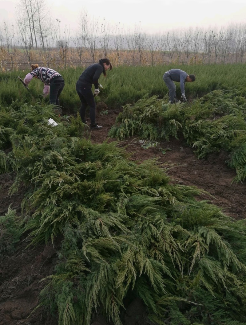 基地大量出售高50-4米以上的龙柏