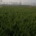 基地大量出售高50-4米以上的龙柏