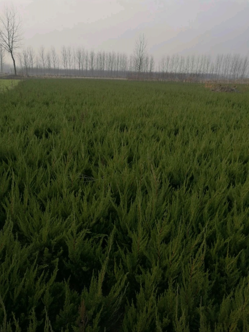 基地大量出售高50-4米以上的龙柏