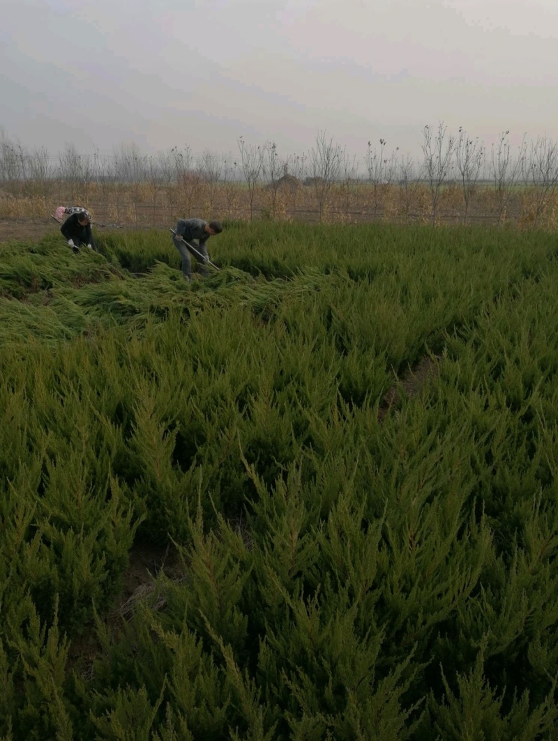 基地大量出售高50-4米以上的龙柏