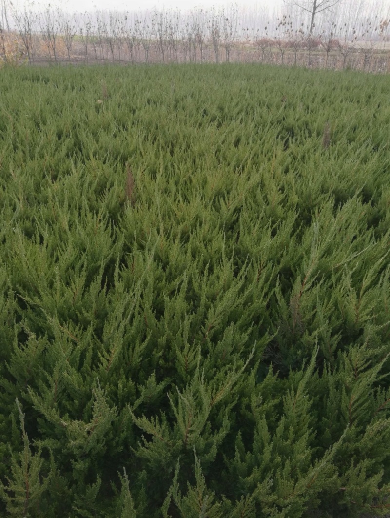 基地大量出售高50-4米以上的龙柏