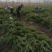 基地大量出售高50-4米以上的龙柏