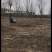 基地大量出售5-25公分法桐