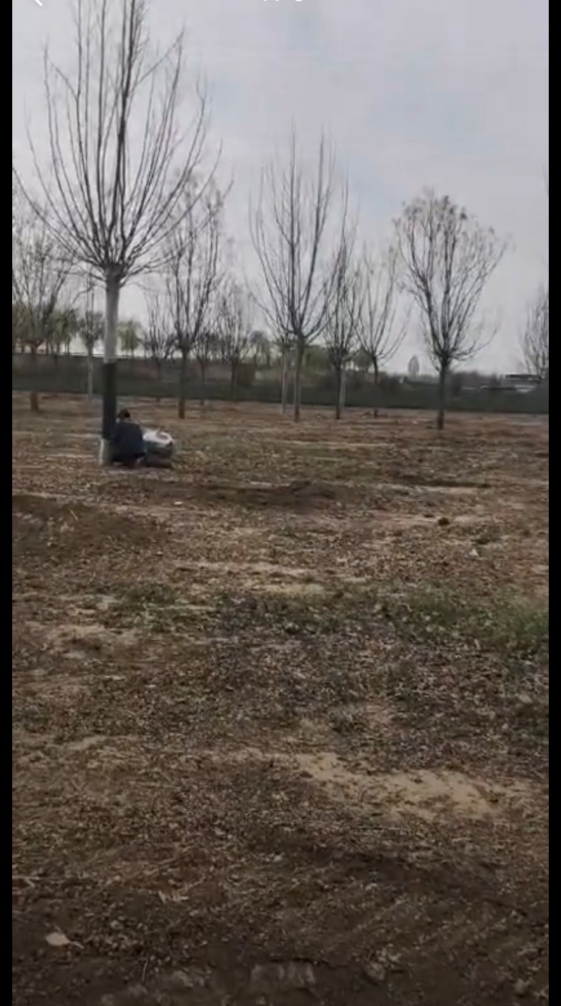 基地大量出售5-25公分法桐
