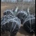 基地大量出售5-25公分法桐