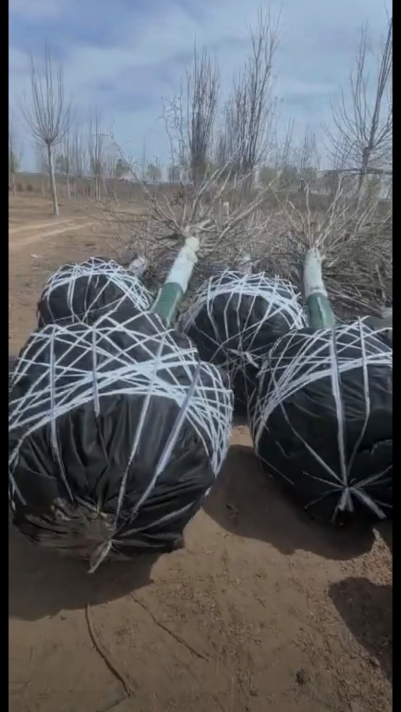 基地大量出售5-25公分法桐