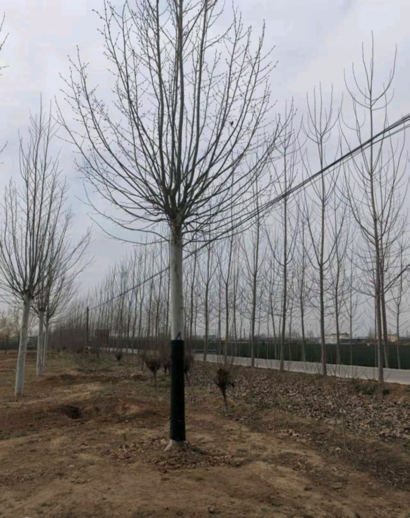 基地大量出售5-25公分法桐