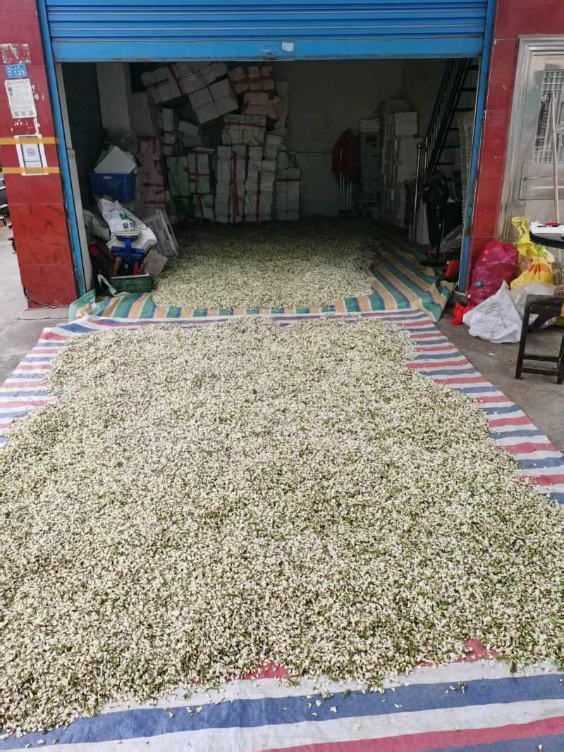 槐花
