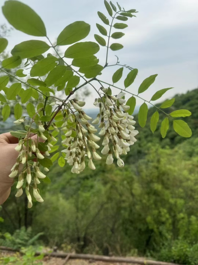 槐花