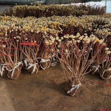 基地大量出售冠幅50厘米-2米