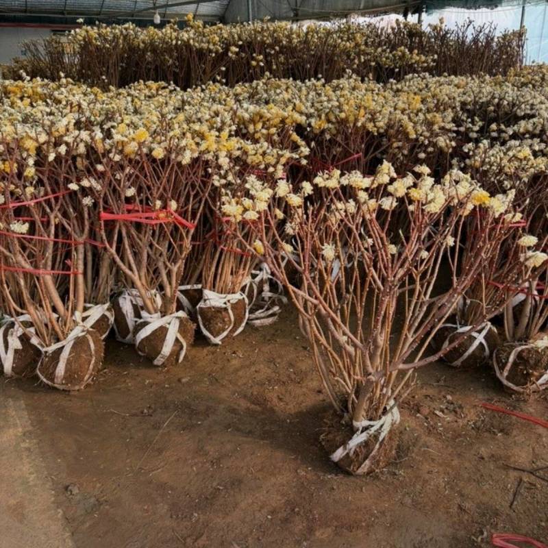 基地大量出售冠幅50厘米-2米