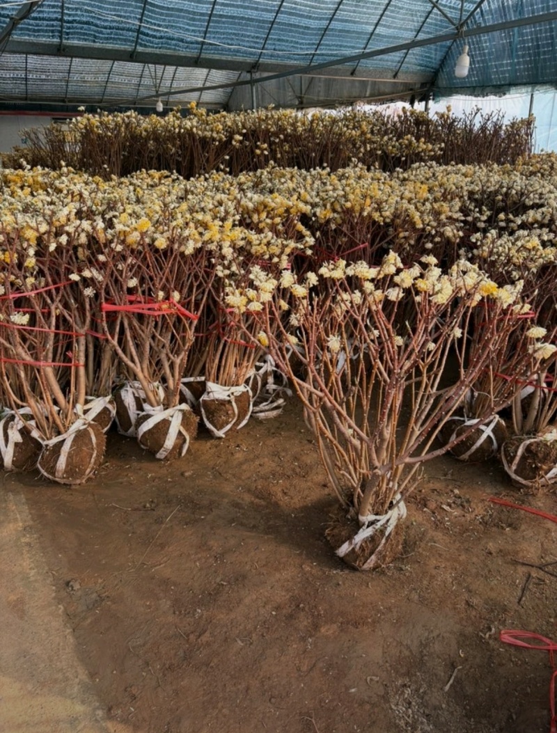 基地大量出售冠幅50厘米-2米
