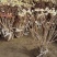 基地大量出售冠幅50厘米-2米