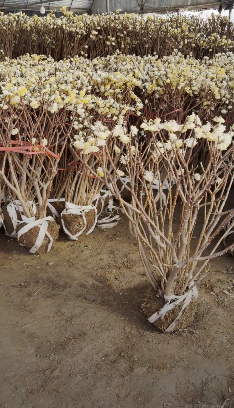 基地大量出售冠幅50厘米-2米