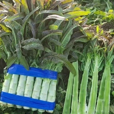 精品莴笋产地直发