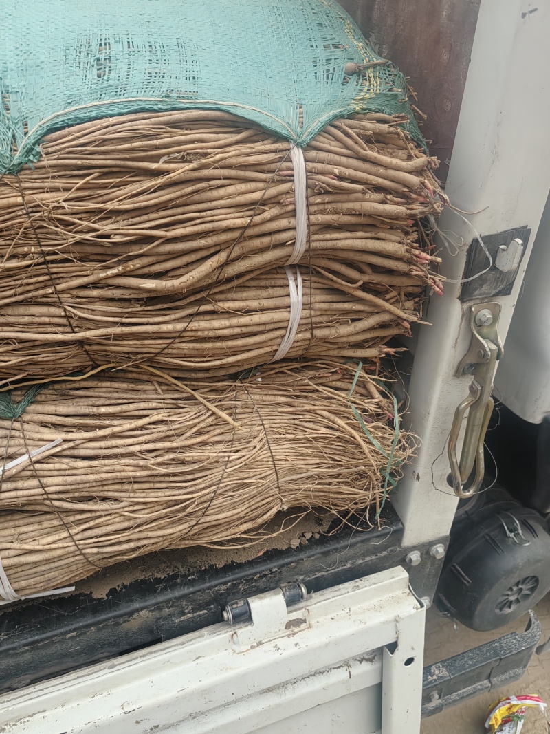 精品红芪苗子成活率高