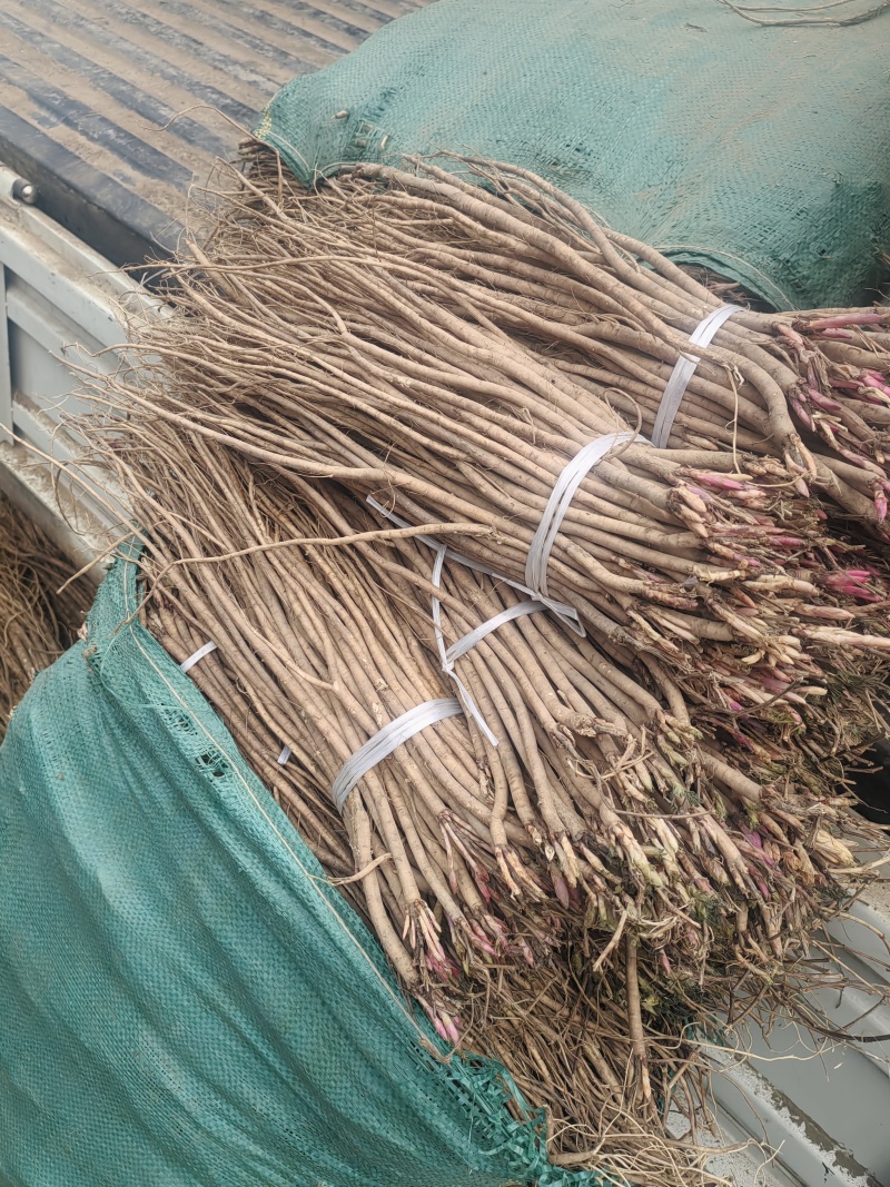 精品红芪苗子成活率高