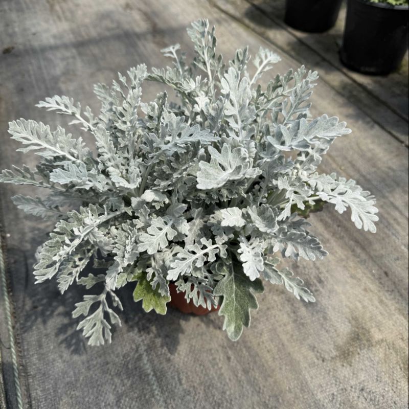 180规格银叶菊品质保证基地直发量大从优