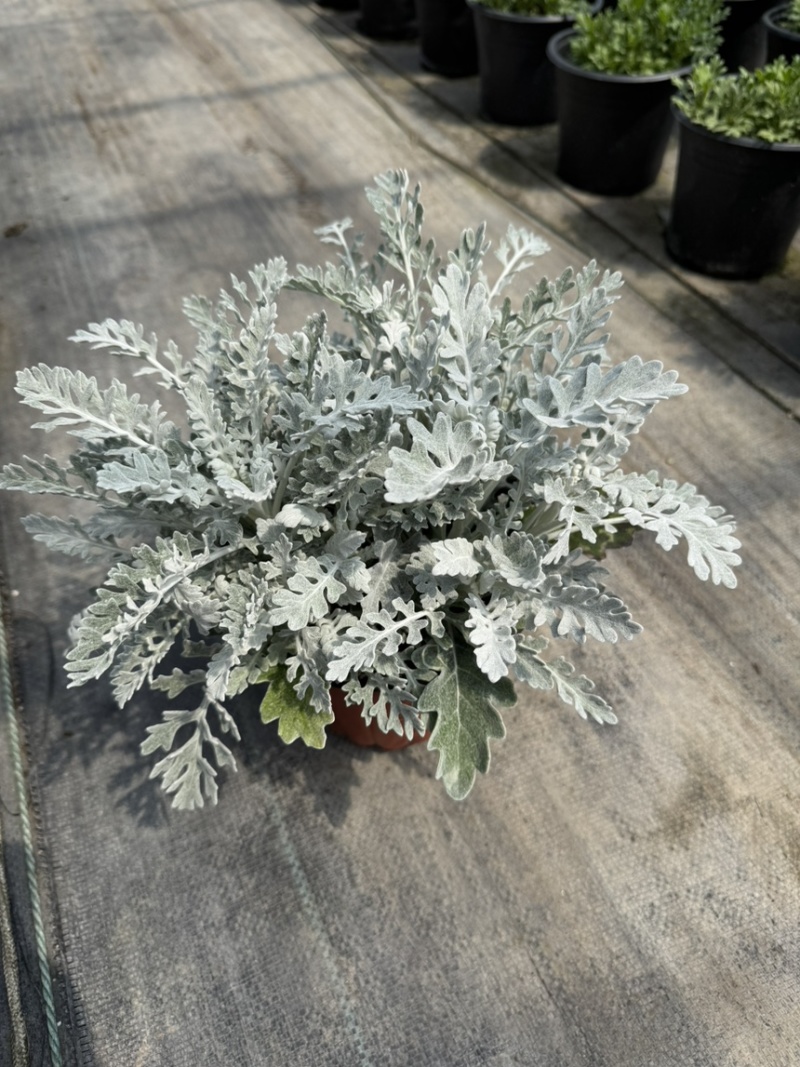 180规格银叶菊品质保证基地直发量大从优