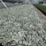 180规格银叶菊品质保证基地直发量大从优
