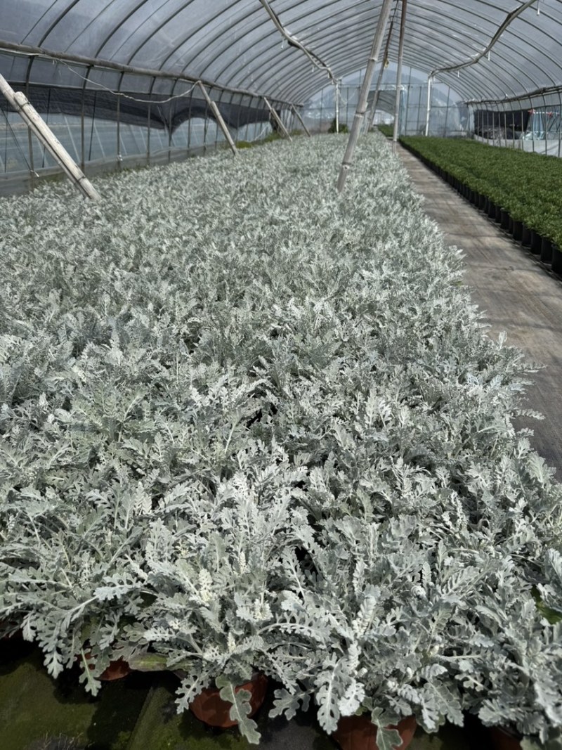 180规格银叶菊品质保证基地直发量大从优