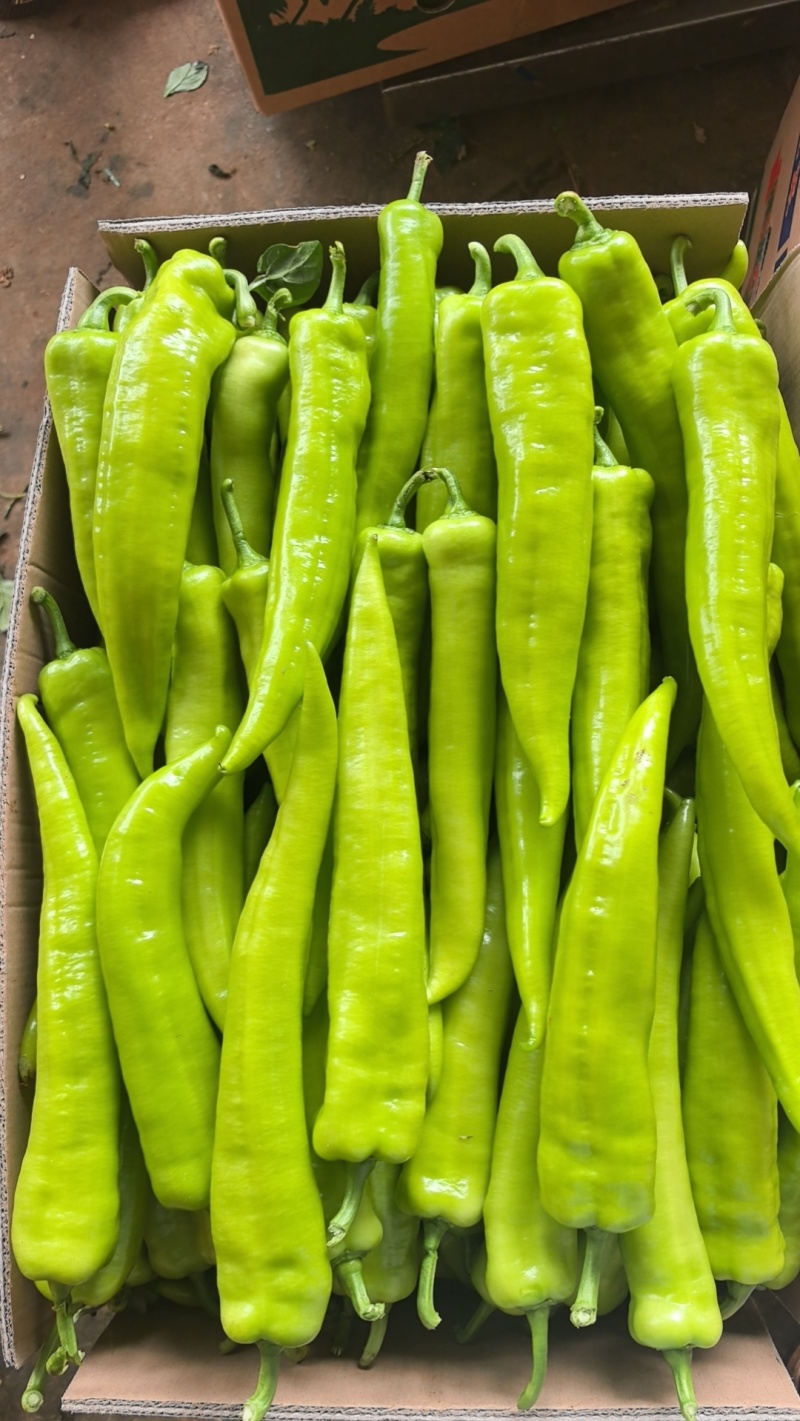 广东大棚黄皮辣椒
