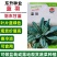 蓝羽羽衣甘蓝种子叶用蓝绿色皱叶甘蓝种籽可阳台盆栽食用观赏