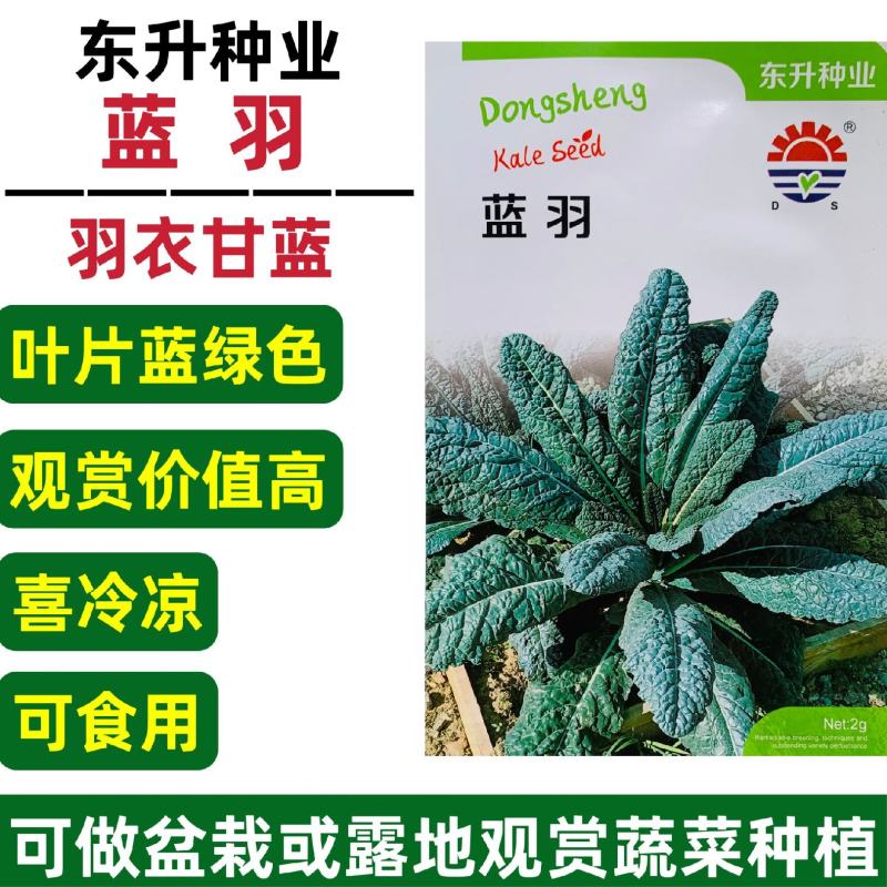 蓝羽羽衣甘蓝种子叶用蓝绿色皱叶甘蓝种籽可阳台盆栽食用观赏