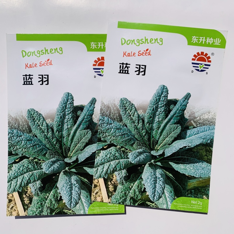 蓝羽羽衣甘蓝种子叶用蓝绿色皱叶甘蓝种籽可阳台盆栽食用观赏
